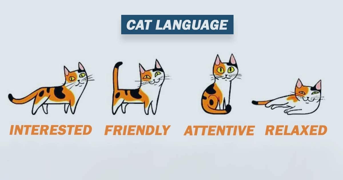 Understanding Cat Communication: Deciphering Feline Signals | by ...