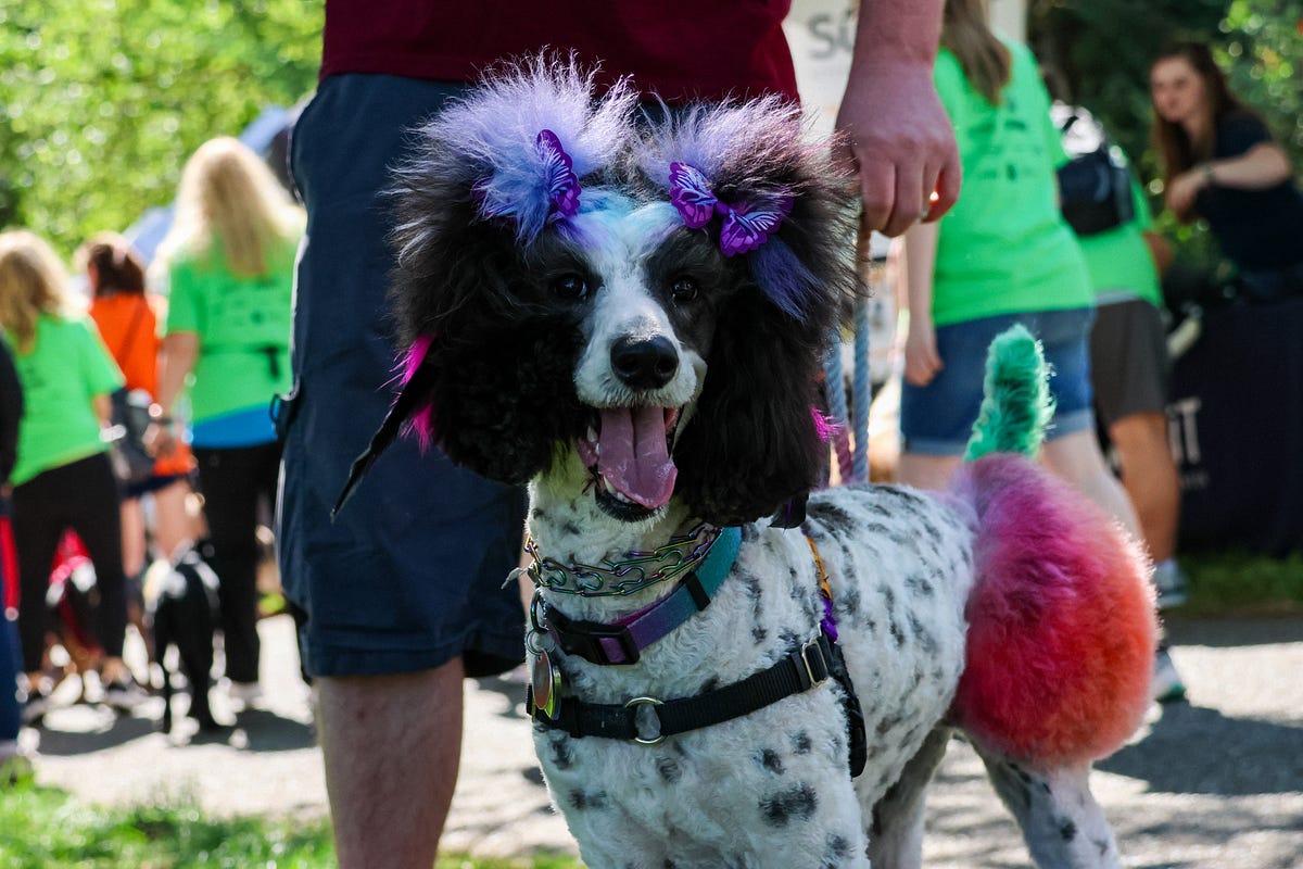 A first impressions of Petpalooza by City of Auburn Medium