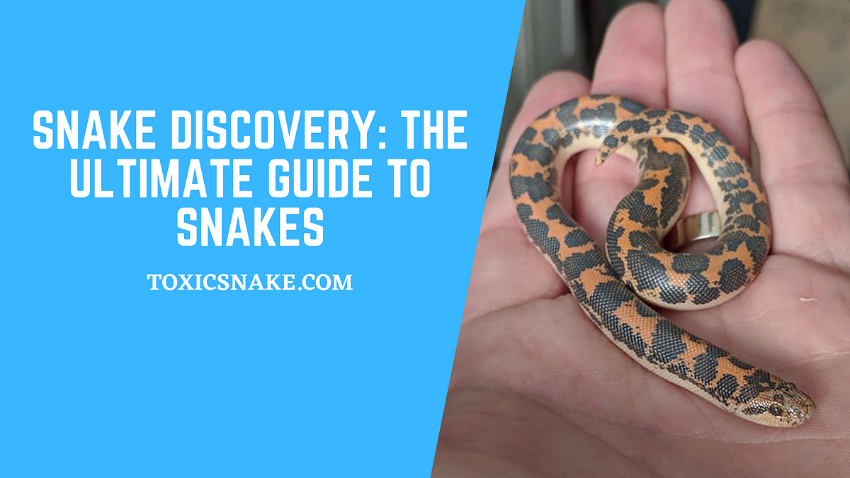 Snake Discovery The Ultimate Guide to Snakes by Toxic Snake Medium