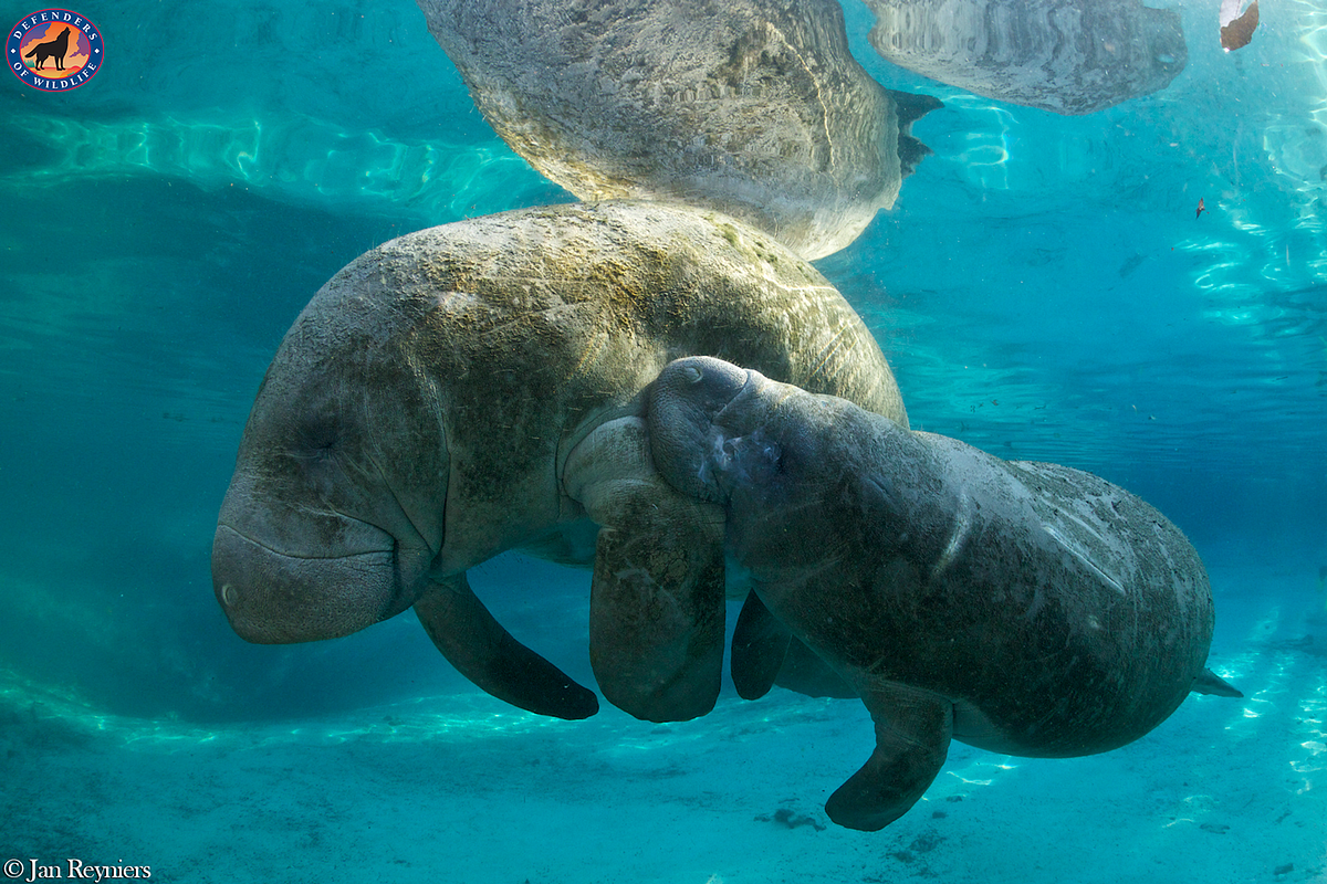 Where Do Manatees Go in the Winter? - SST