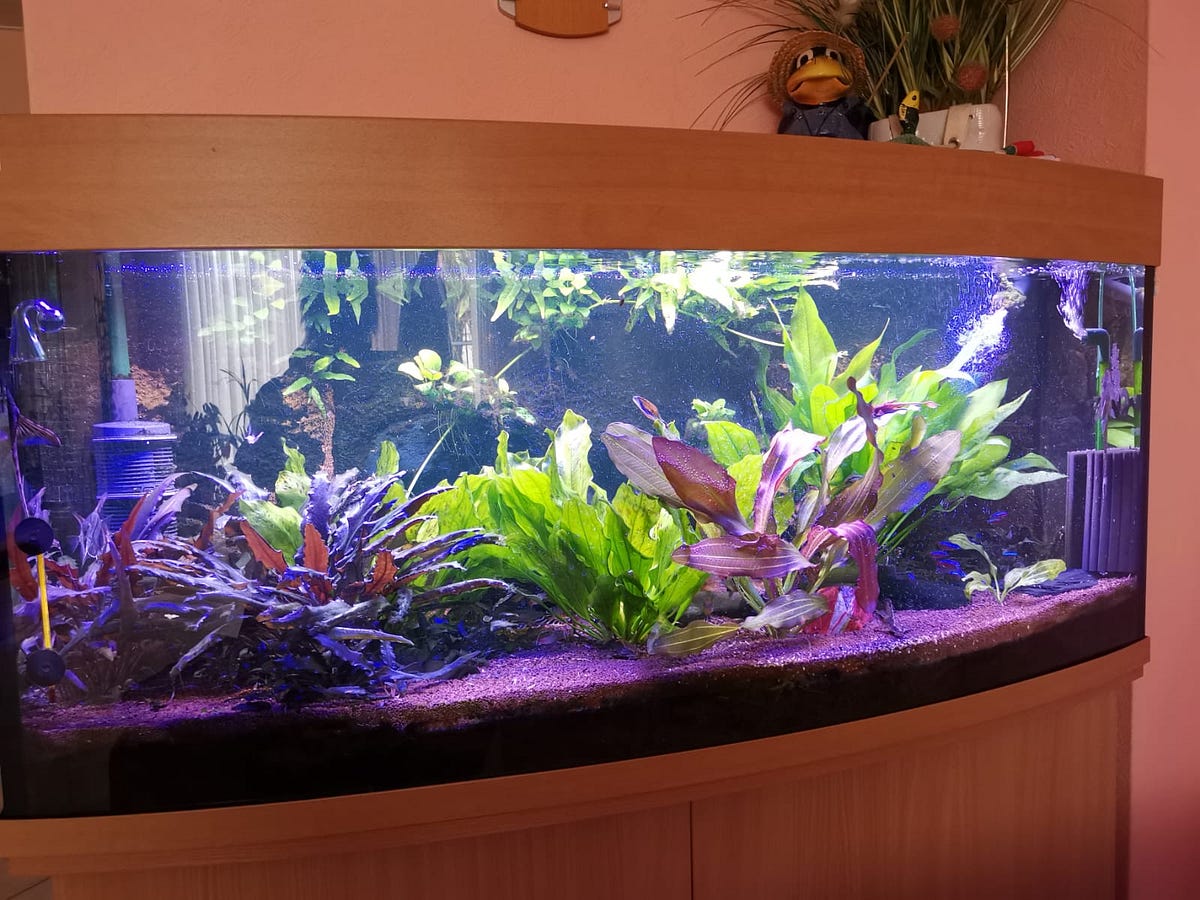 How often should you change your aquarium’s water? Soa Medium