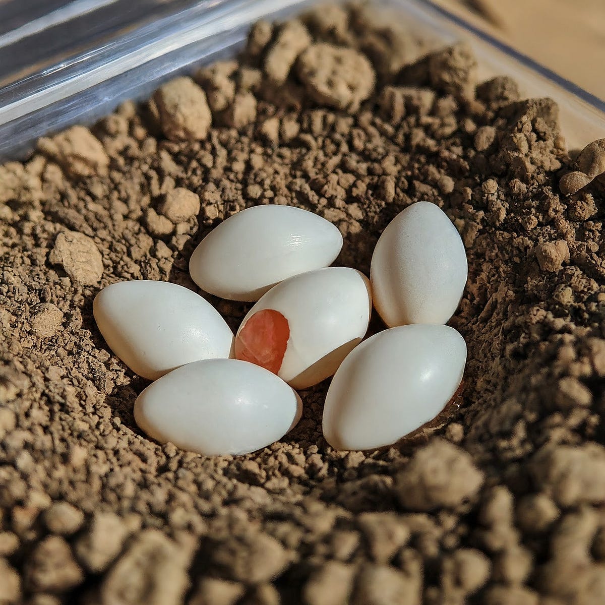 How to Tell If a Bearded Dragon Egg is Fertile? Medium