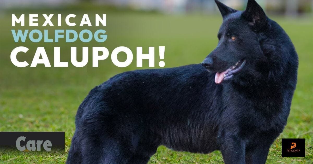 Calupoh Dog Breed Overview & Care by Pets Arina Jun, 2024 Medium