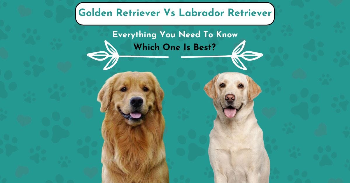 Golden Retriever Vs Labrador Retriever Full Difference by creckler