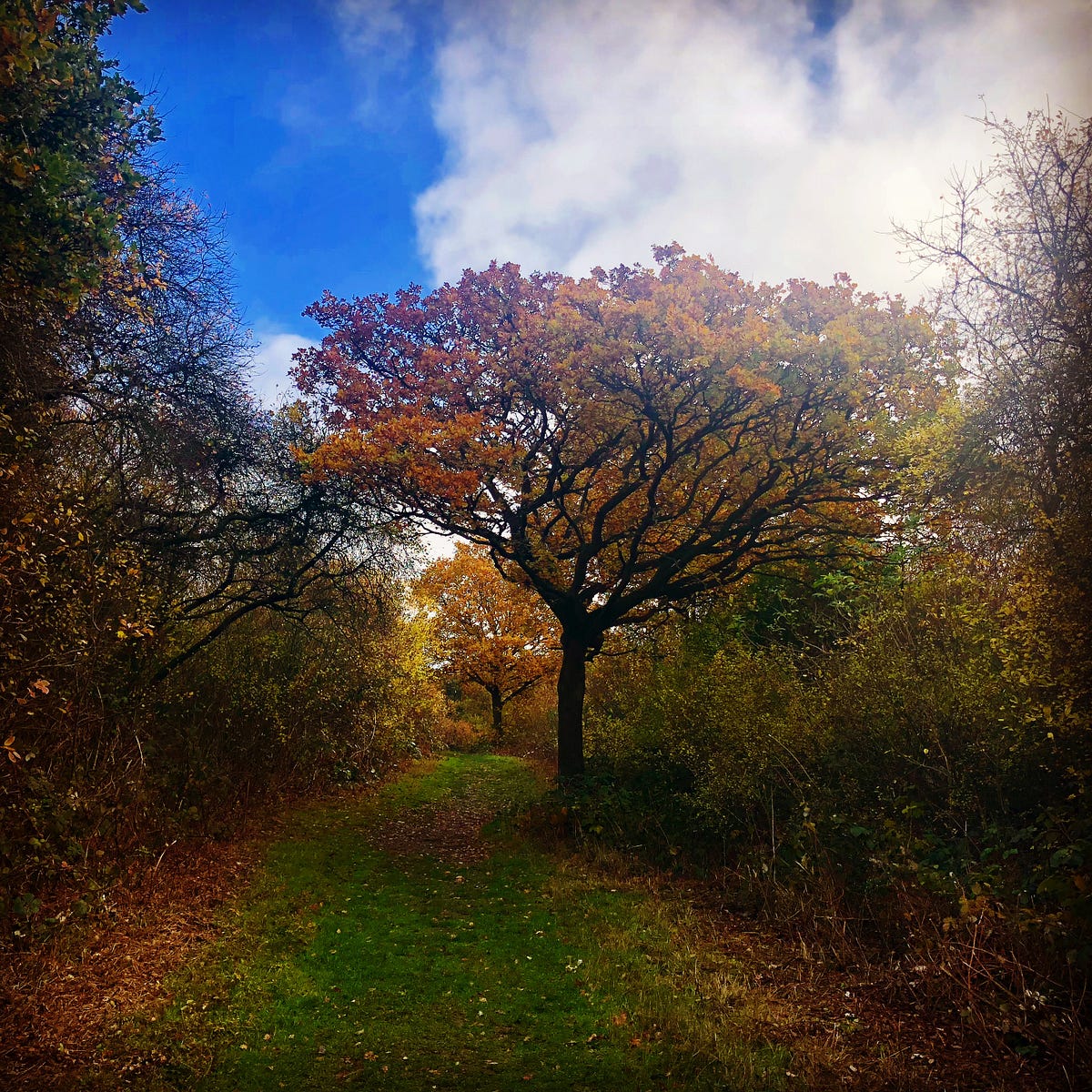 Can you Trim Trees in the summer? Let’s find out! by Samriddhi