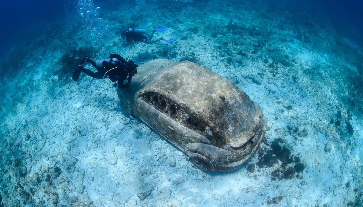 Exploring the Wonders of Underwater Life: Diving into the Deep Seas 