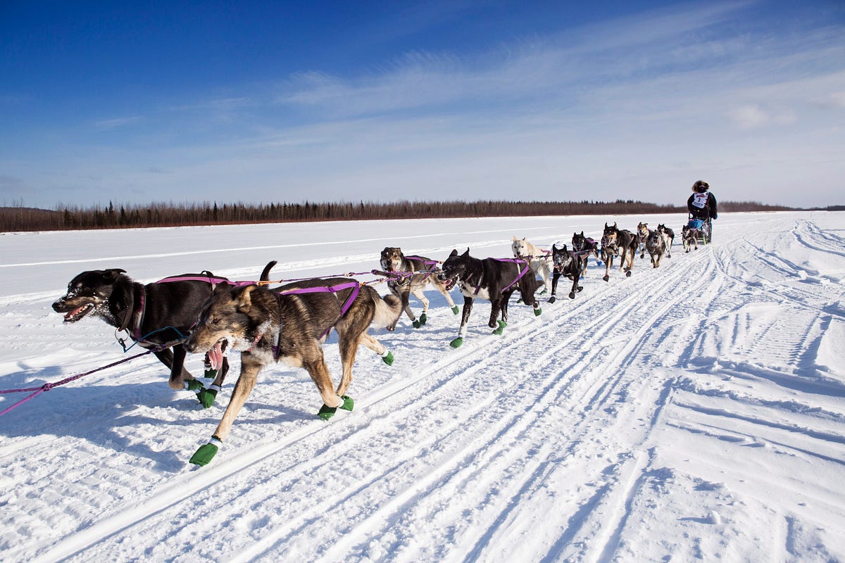 The Women of the Iditarod. The race that led women and their dogs… | by ...