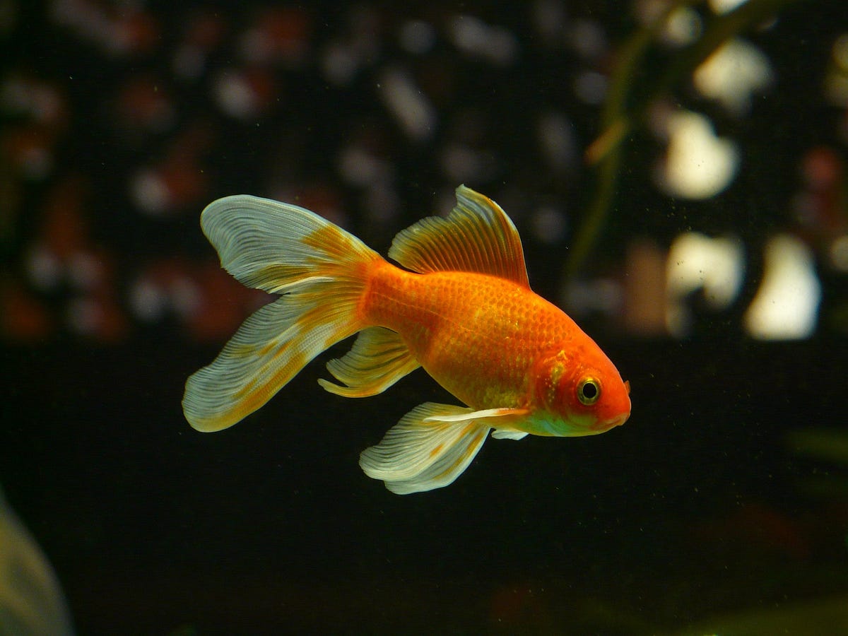 Goldfish to the Rescue. This is not my story…but my version of…