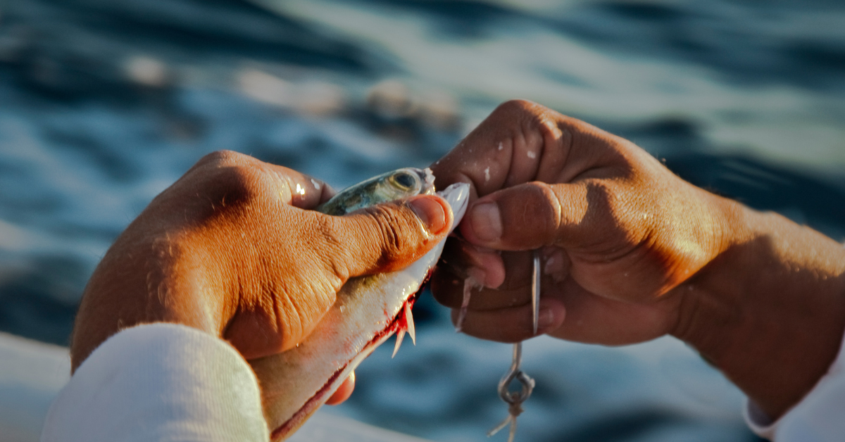 What Bait To Use For Surf Fishing? Medium