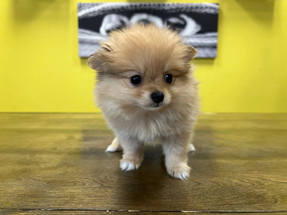 Teacup Pomeranian For Sale Westchester Puppies & Kittens Medium