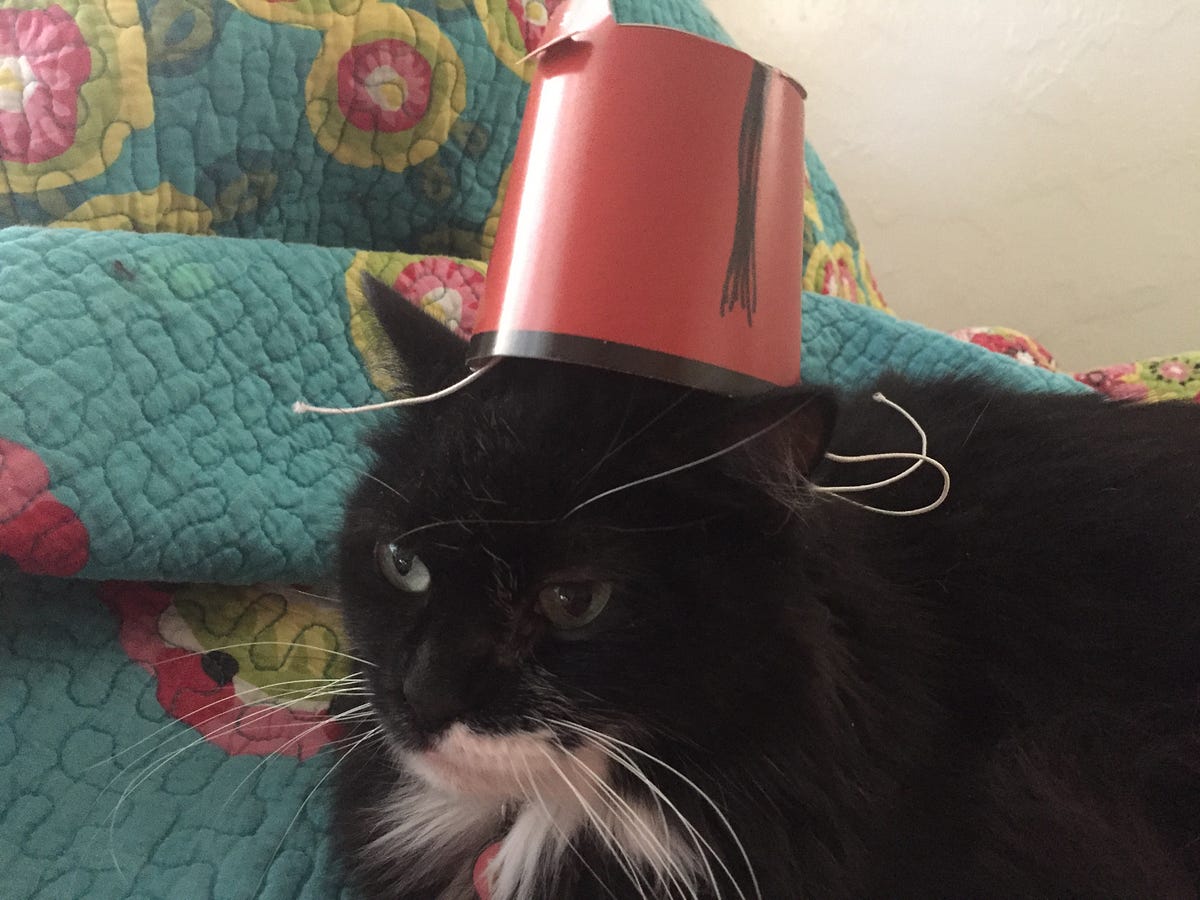 Why Cats DO NOT Like Hats: A Fable | by Konigsberg's Finest | Medium