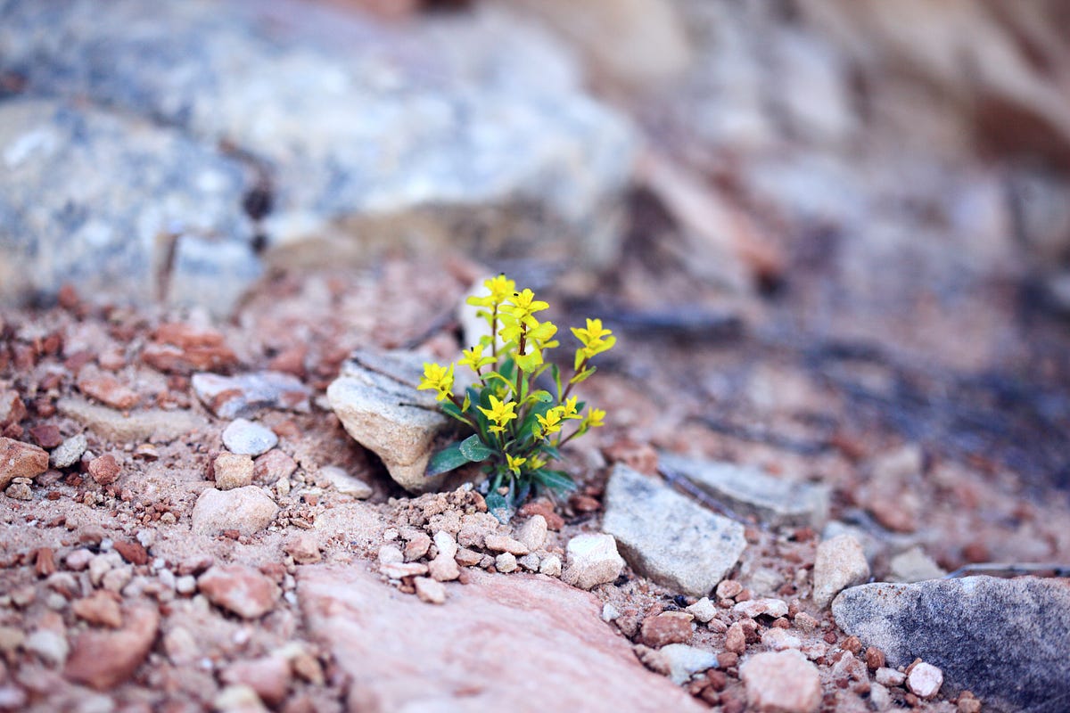 Flower in the Desert. Like a flower in the desert I had to… by