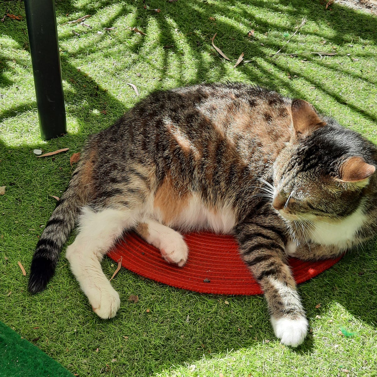 YAY! Medium Paid For Half The Kitty Litter. by Lesley Dewar There's