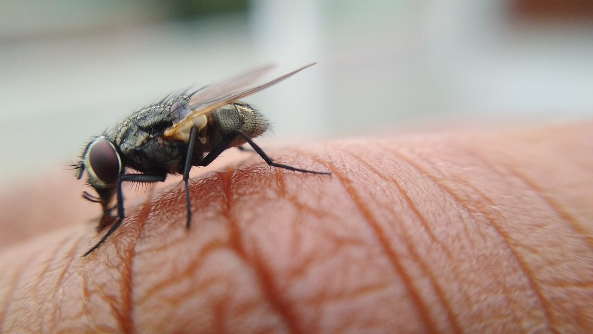 Flies And Their CreepyLooking HandRubbing Gesture (And Why They Do It) by Mazhar.M Medium