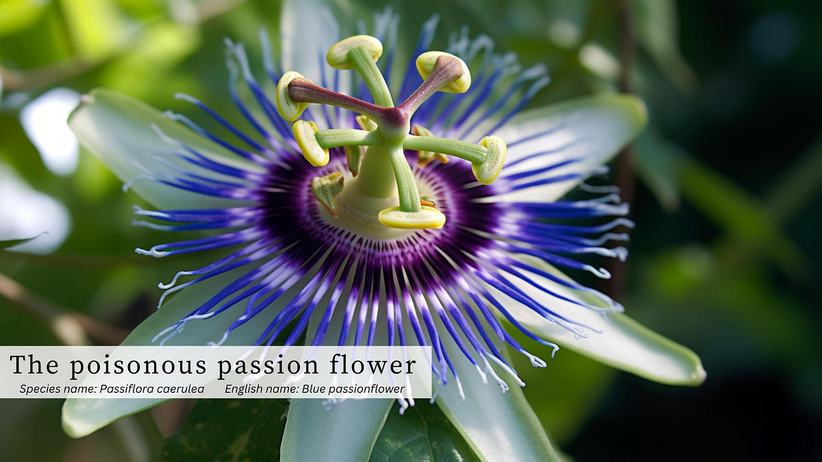 Discover the Elixir of Calm Passionflower Tea’s Hidden Powers by