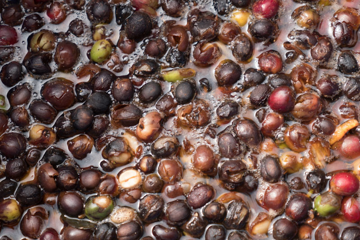 In the preparation of coffee, carbonic maceration by Vietnam coffee