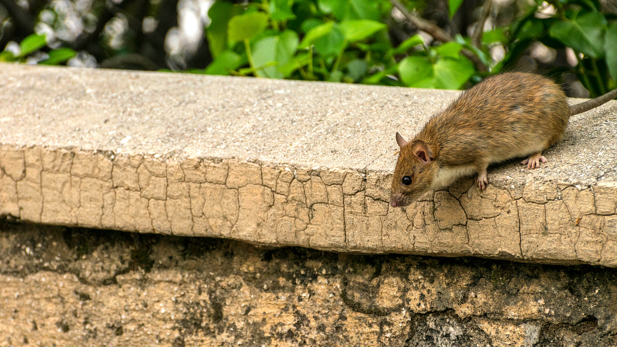 How To Get Rid of Rats Without Poison by Ms Heather Whitney Medium