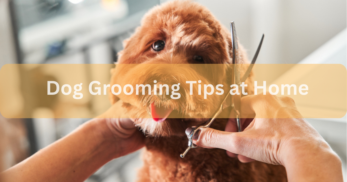 Essential Dog Grooming Tools and Supplies by Dogs Zoology Aug, 2023