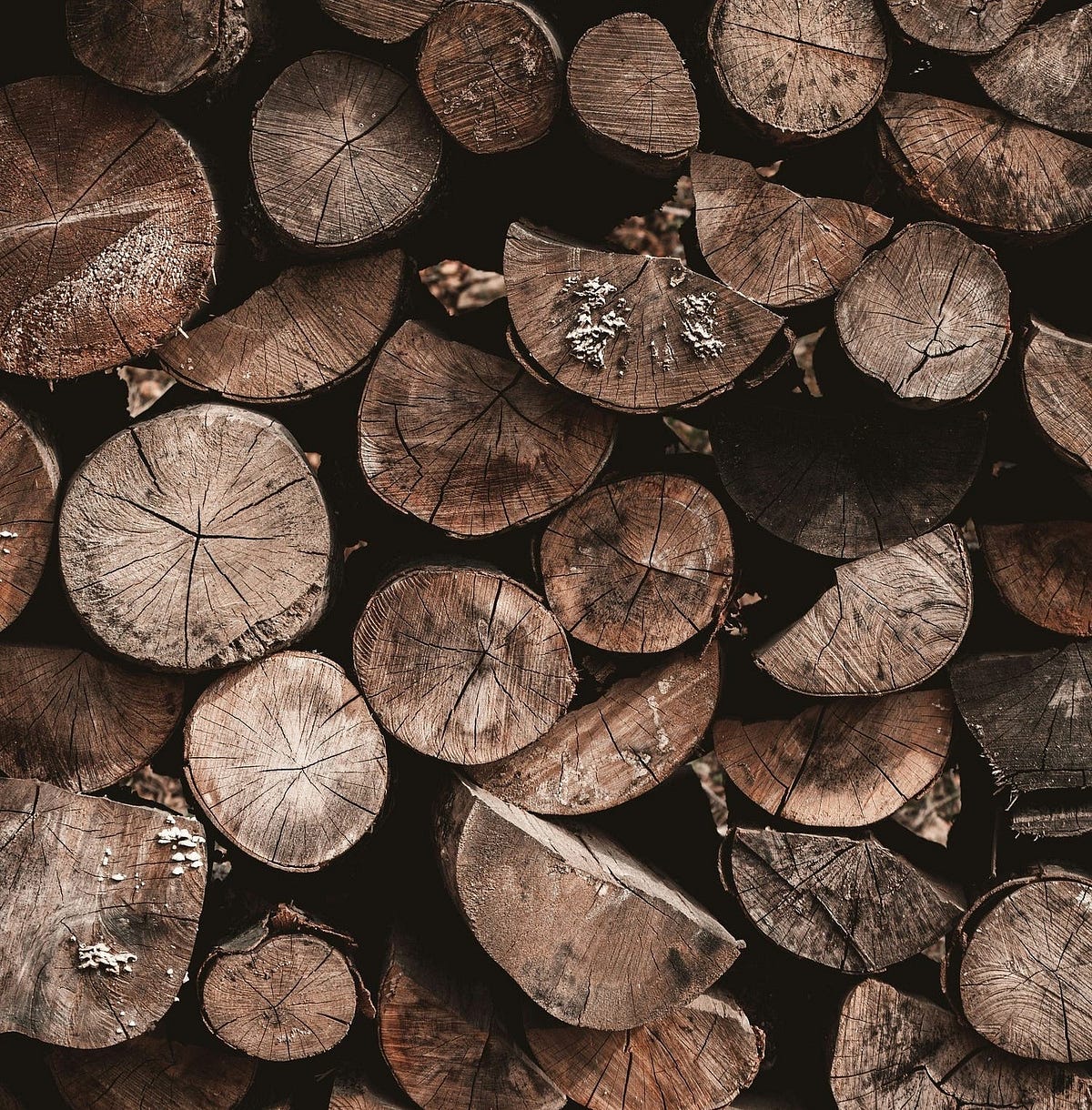 Treasure in the woodpile. A gem discovered amongst my logs | by Jes ...