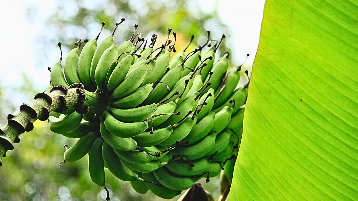 You Better Eat Your Bananas While They’re Green! Here’s Why | by About