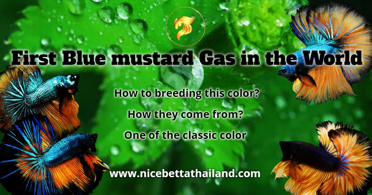 First Blue Mustard Gas betta fish in the world Nice Betta Thailand