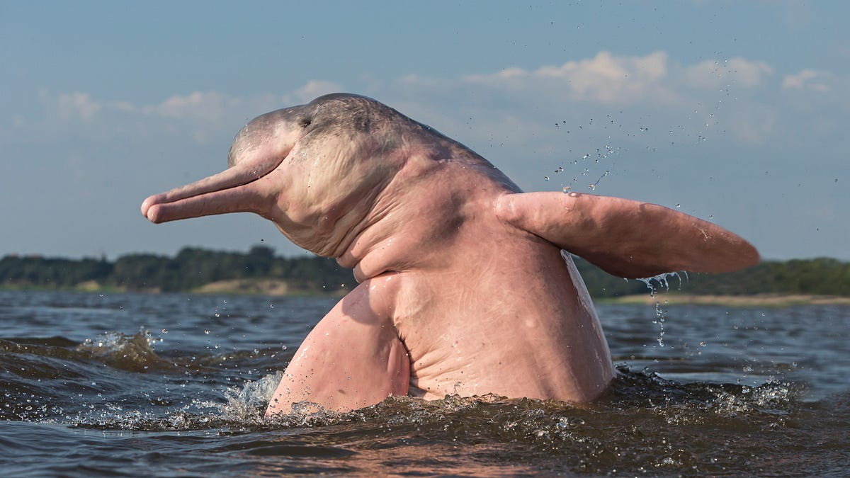 The Lake That Cooked Dolphins From the Inside | by Jamal J. Ghadi