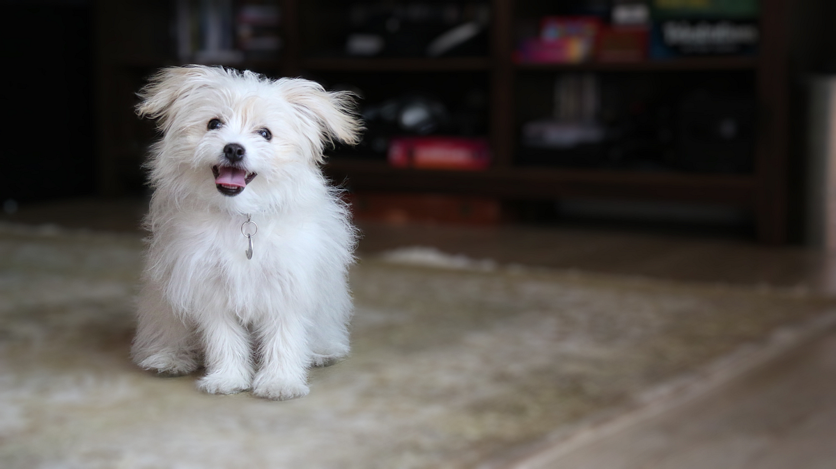 Are Dog Training Apps Really Worth It? | by AppGrooves - Medium