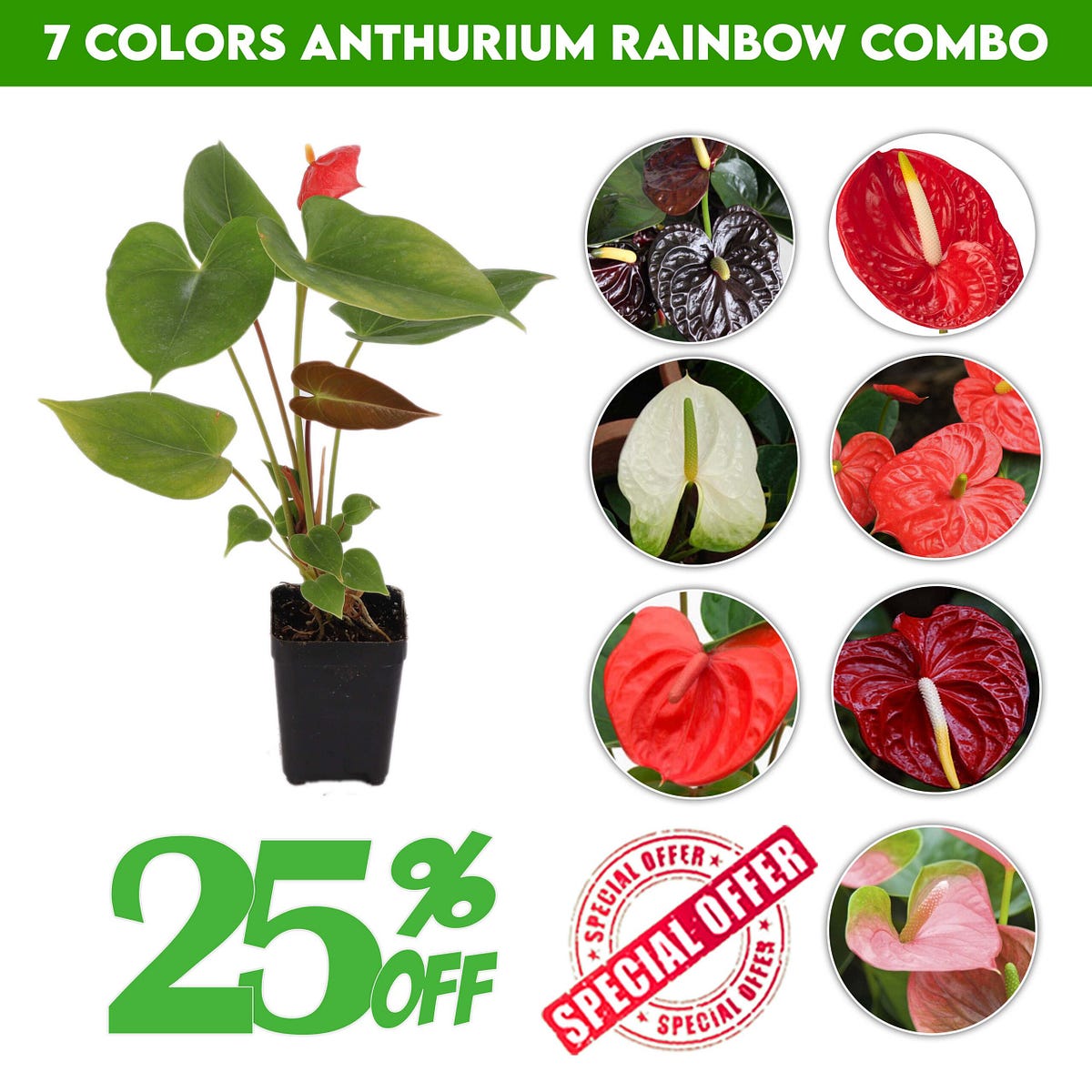 Anthurium scaled Purchase The 7 Colors Of Anthurium By Santhiflower anthurium-scaled-purchase-the-7-colors-of-anthurium-by-santhiflower