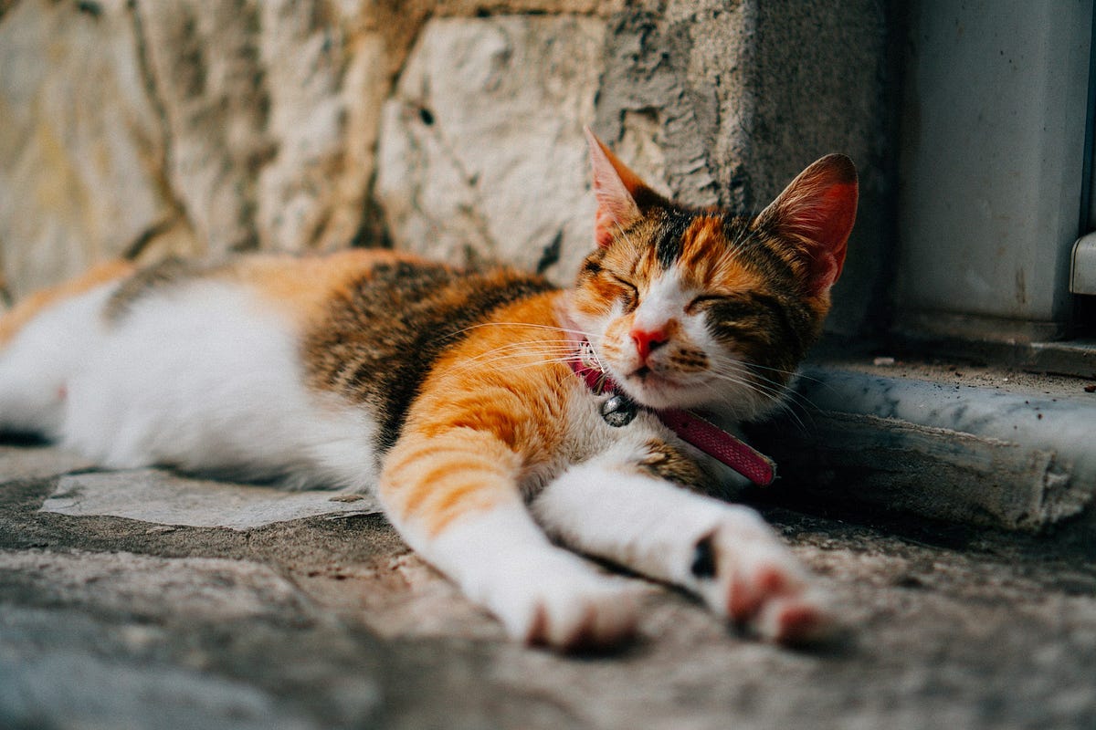 Why can’t we have cats in HDB flats? by Noi Jul, 2024 Medium