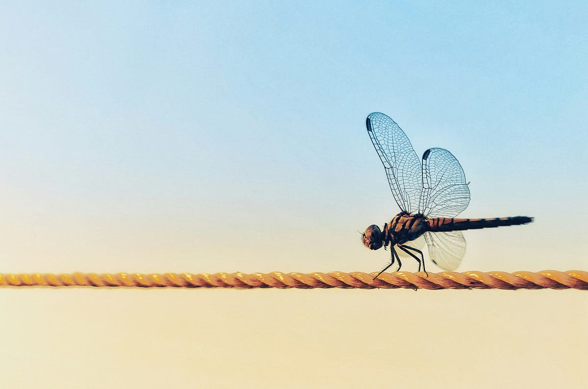 The Dragonfly: Nature’s 300-Million-Year-Old Military Project