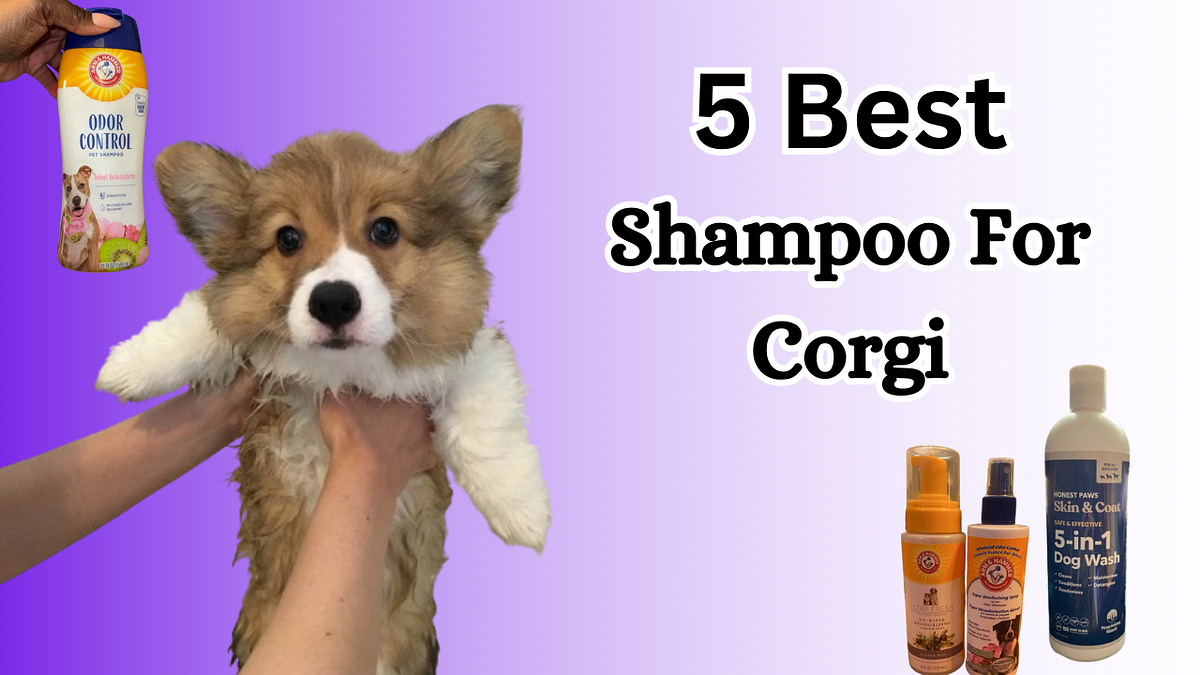 5 Best Shampoo For Pros, Cons, & FAQs by Digi1 Feb, 2024