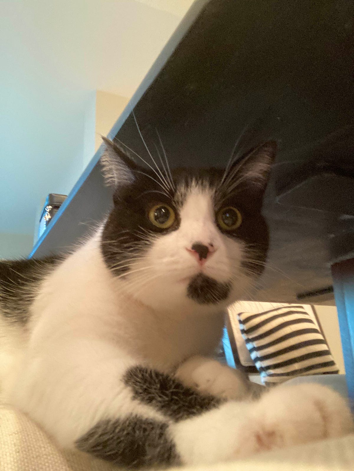 why-won-t-my-cat-let-me-sleep-living-with-humans-has-taught-me-a-lot