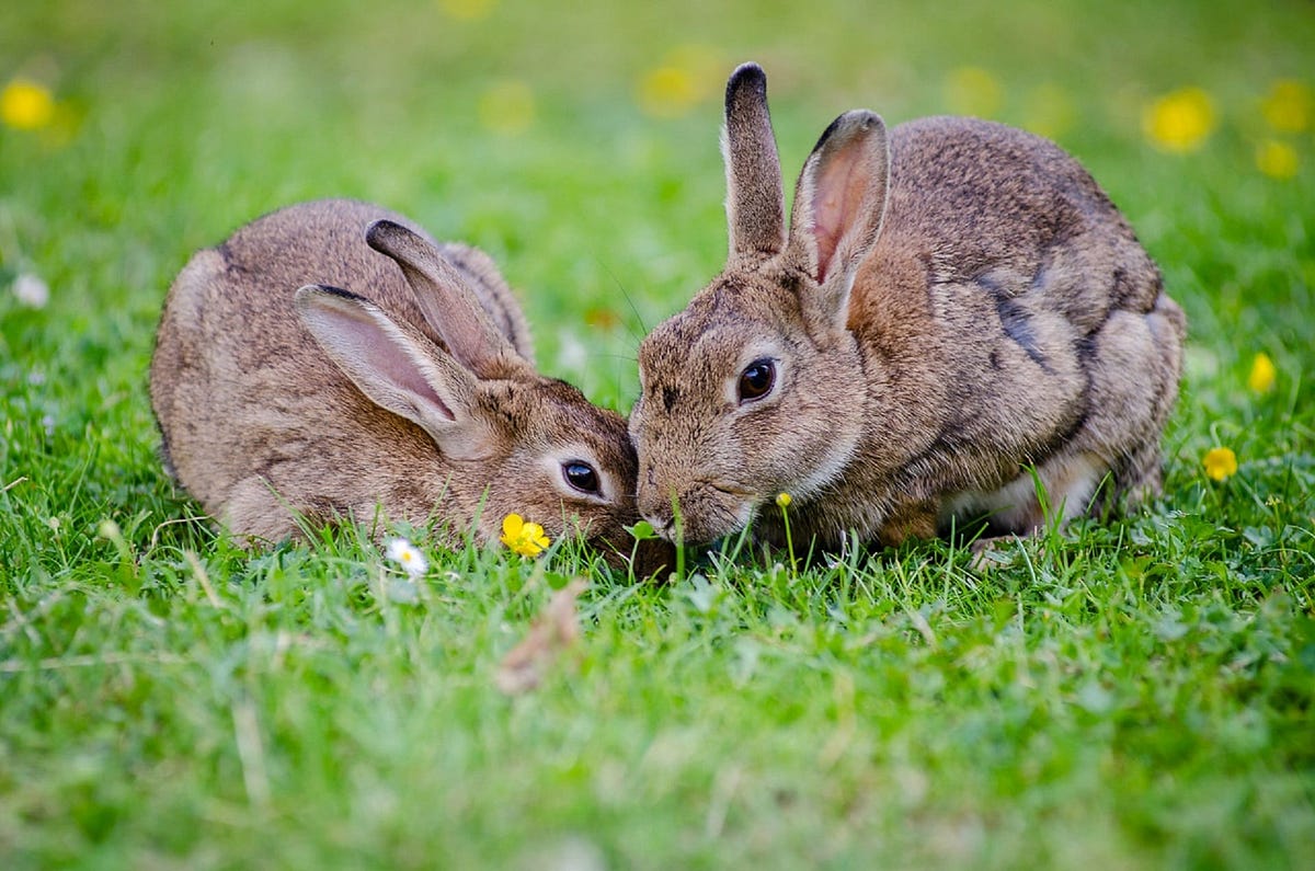Two rabbits. There’s a saying that goes like this: | by Michael Ellis ...