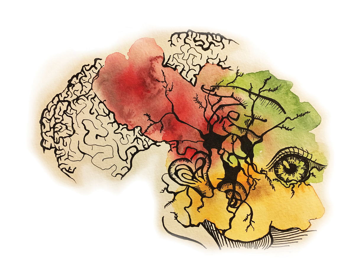 Down the Brain’s Rabbit Hole. How many impossible things did you… | by ...