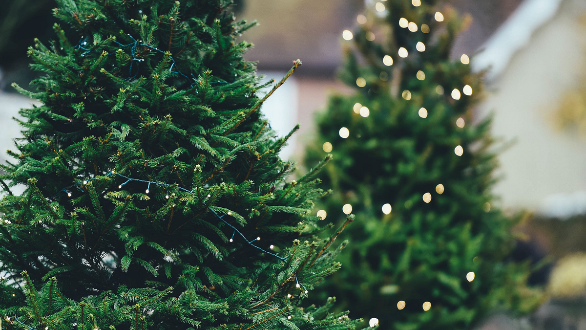 7+ Top Types of Real Christmas Trees by Wendy Miller Medium