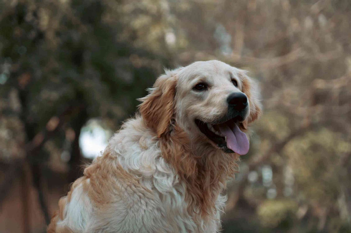 Professional Grooming vs. Home Grooming Pros and Cons by Johnsnow