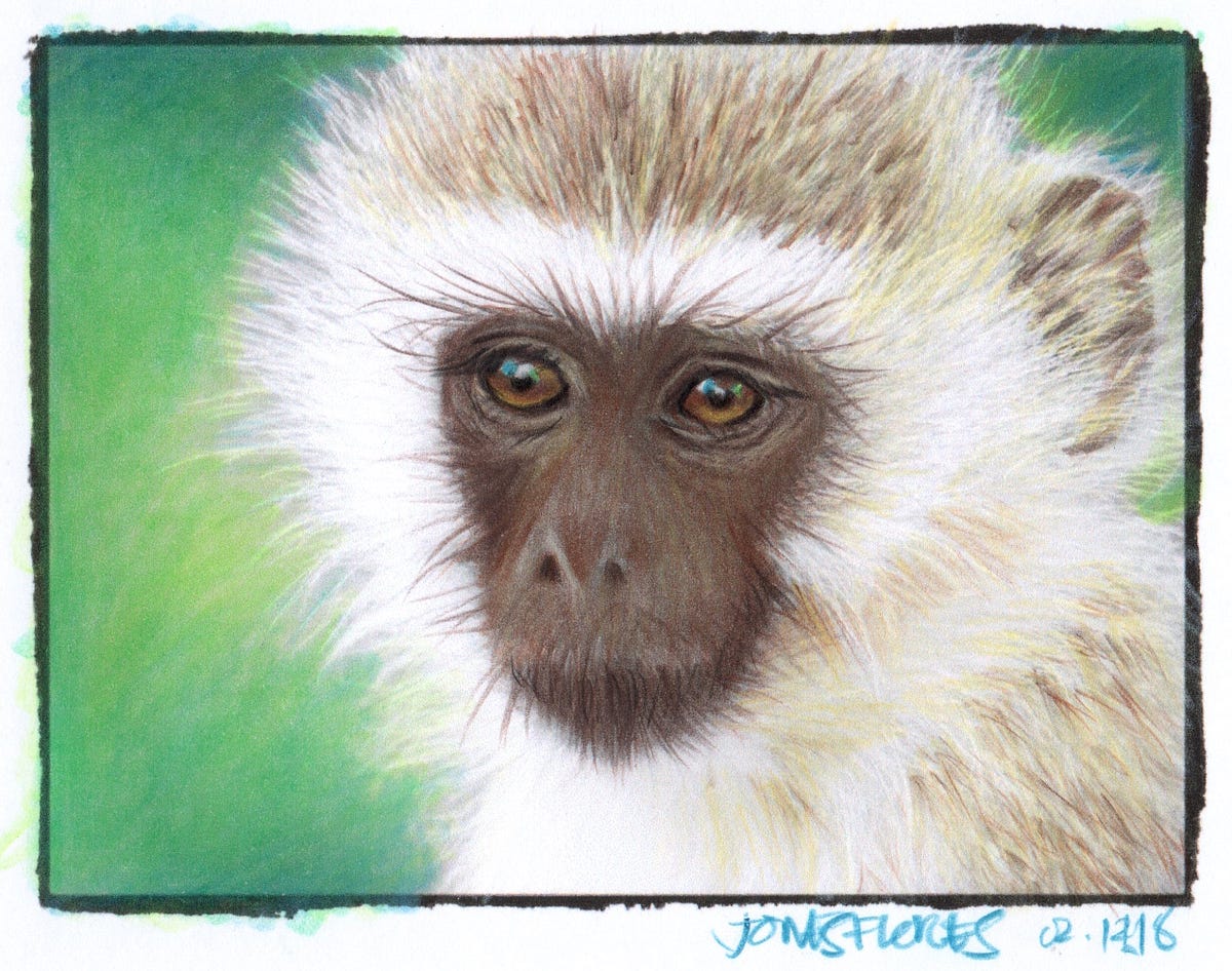 How to Color Fur with Colored Pencils Long & Short Fur by Nicole