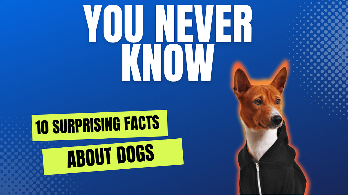 10-surprising-facts-about-dogs-you-never-knew-by-pupysnkitys-medium