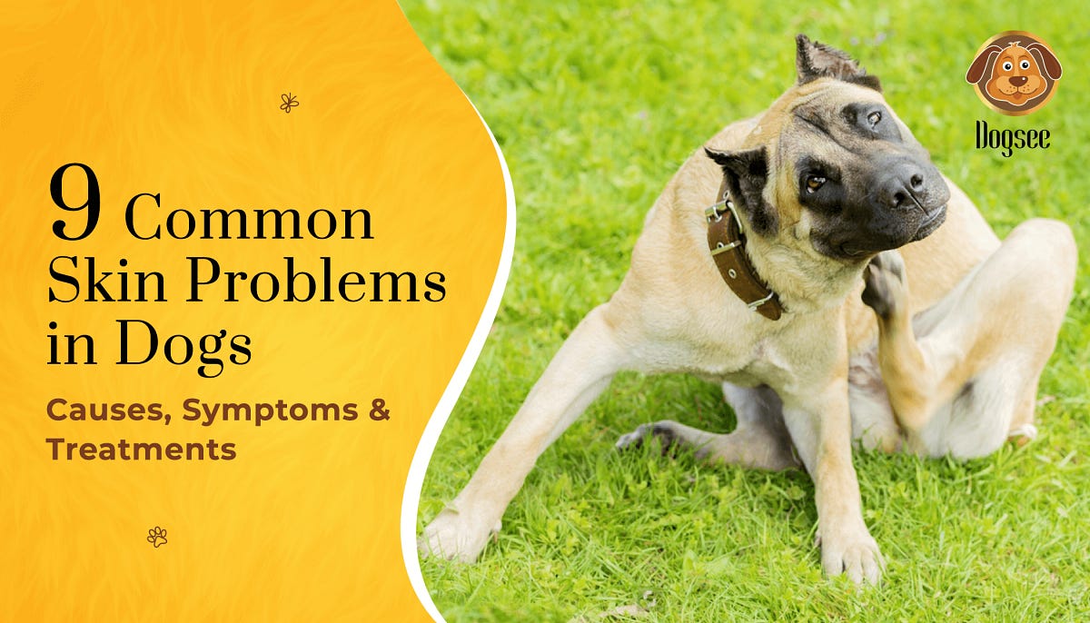 9 Common Skin Problems in Dogs Causes, Symptoms & Treatments Dogsee