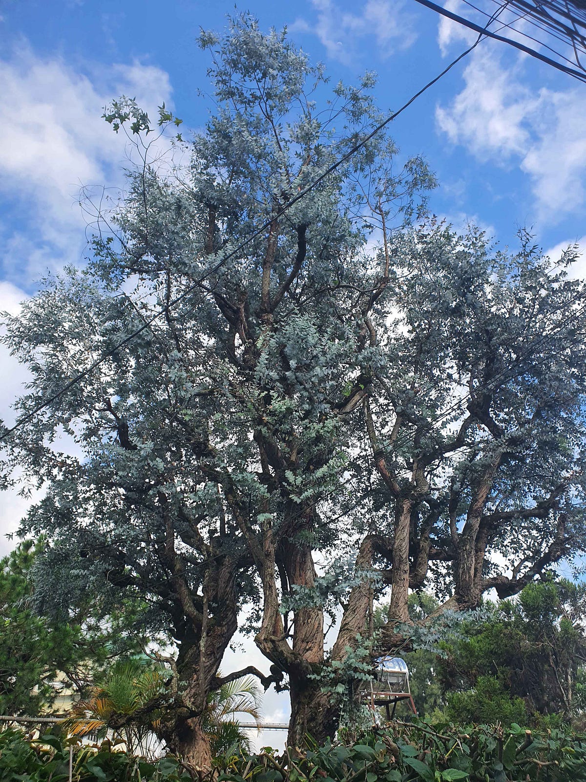 The Grey Tree. Sometimes, on my walks home from… | by Roberto Gabriel S ...