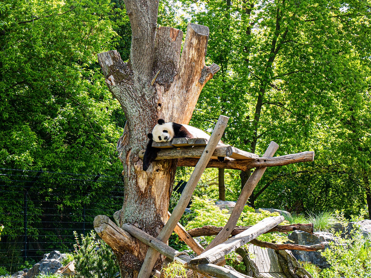 Pandas Tips & Tricks: Need For Speed | by Joseph Robinson, Ph.D. | TDS ...