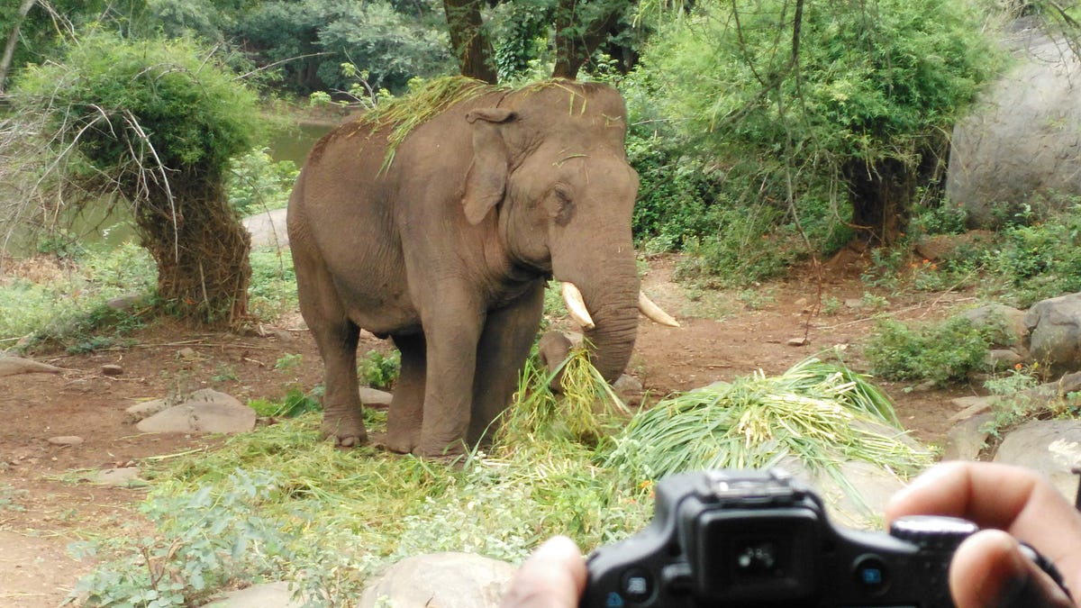 A Fun Day With Elephants. Because what better way to have a good… by