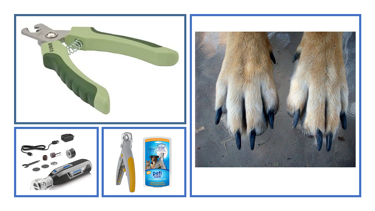 How to Choose and Use the Best Dog Nail Trimmers by Just Top Trends