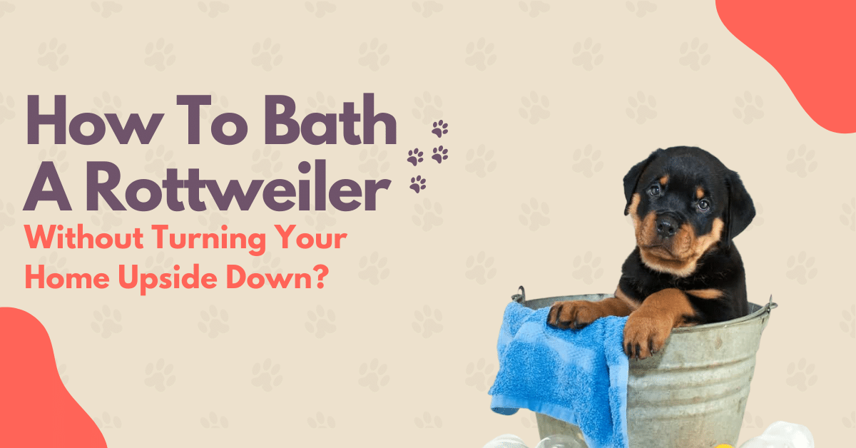 How To Bathe A Rottweiler Without Turning Your Home Upside Down? Vom