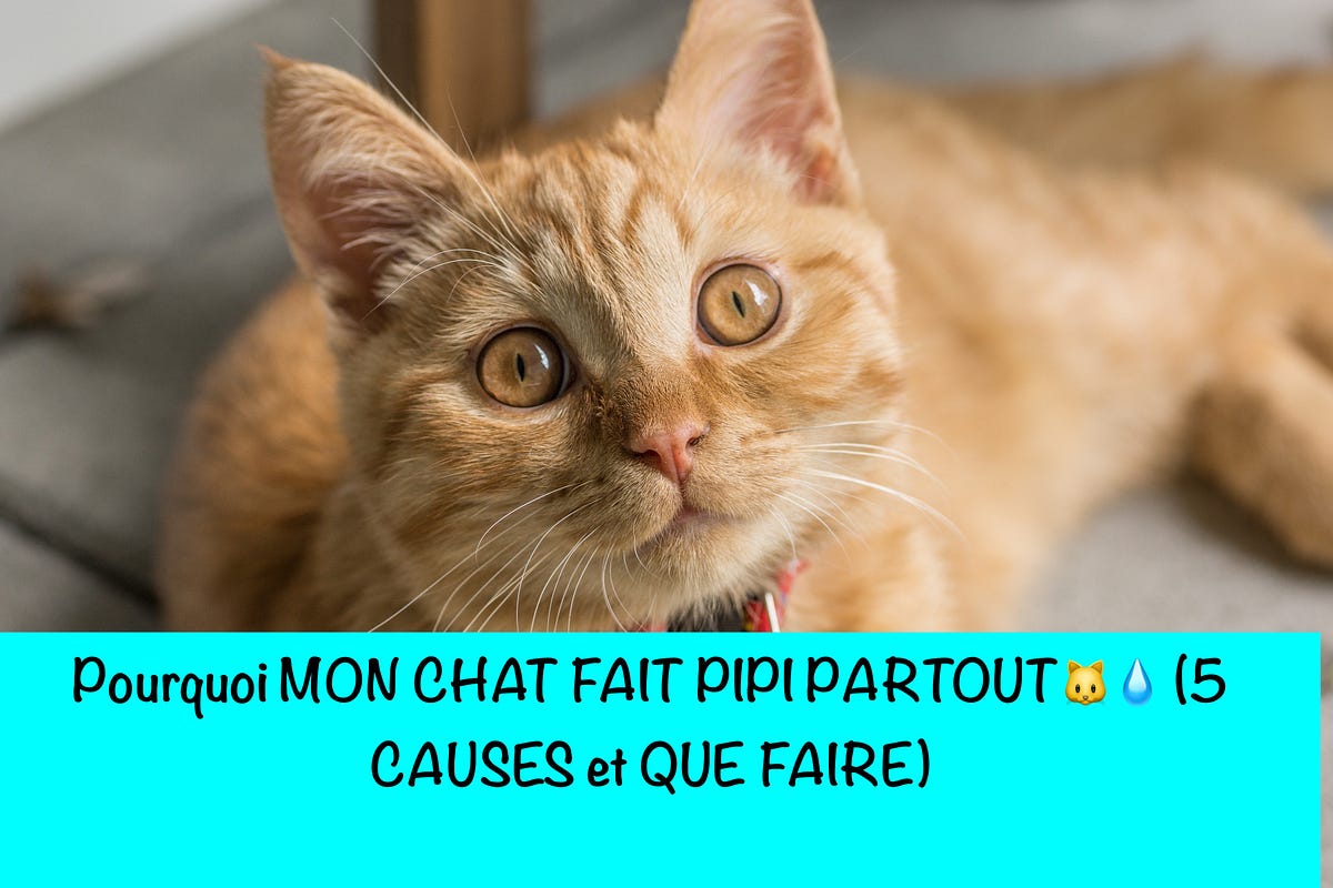 Que faire avec un chat qui fait PIPI partout ? causes et solutions by Medium