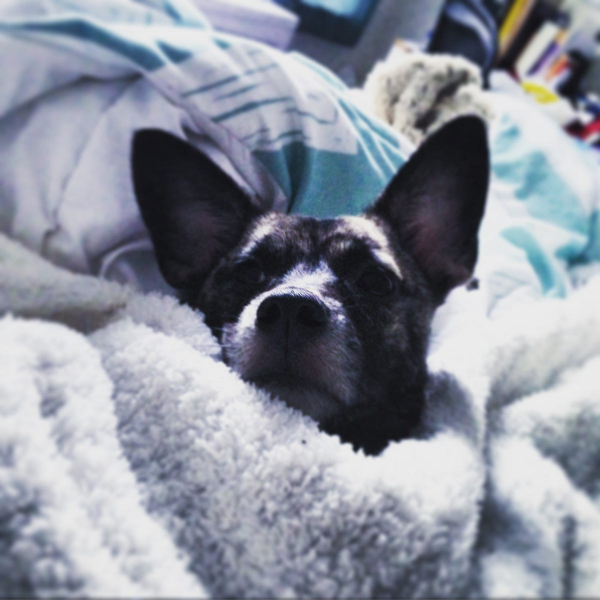 I trusted Puptrotters, and found my dog dead in a pizza box. by Rosie