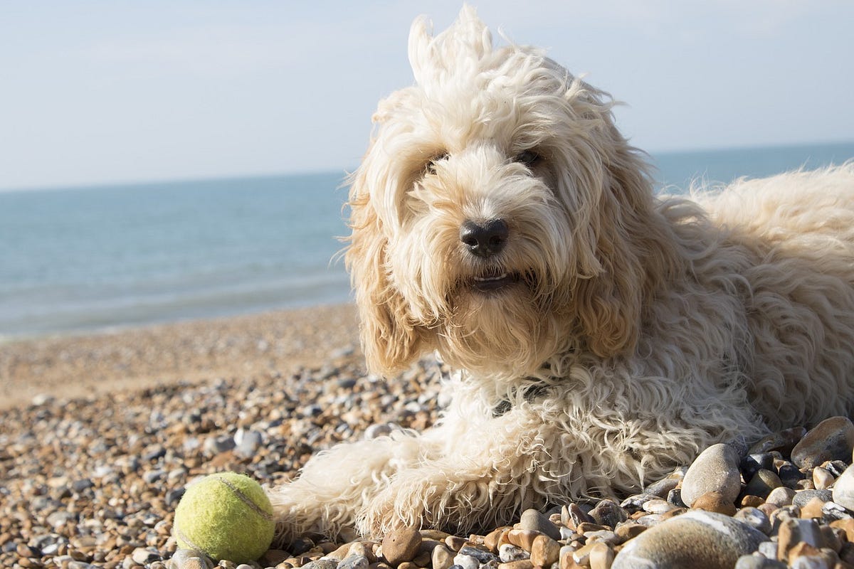 Cockapoo All You Need To Know/Breed, origin, Cost, Info | by Dr Asad ...