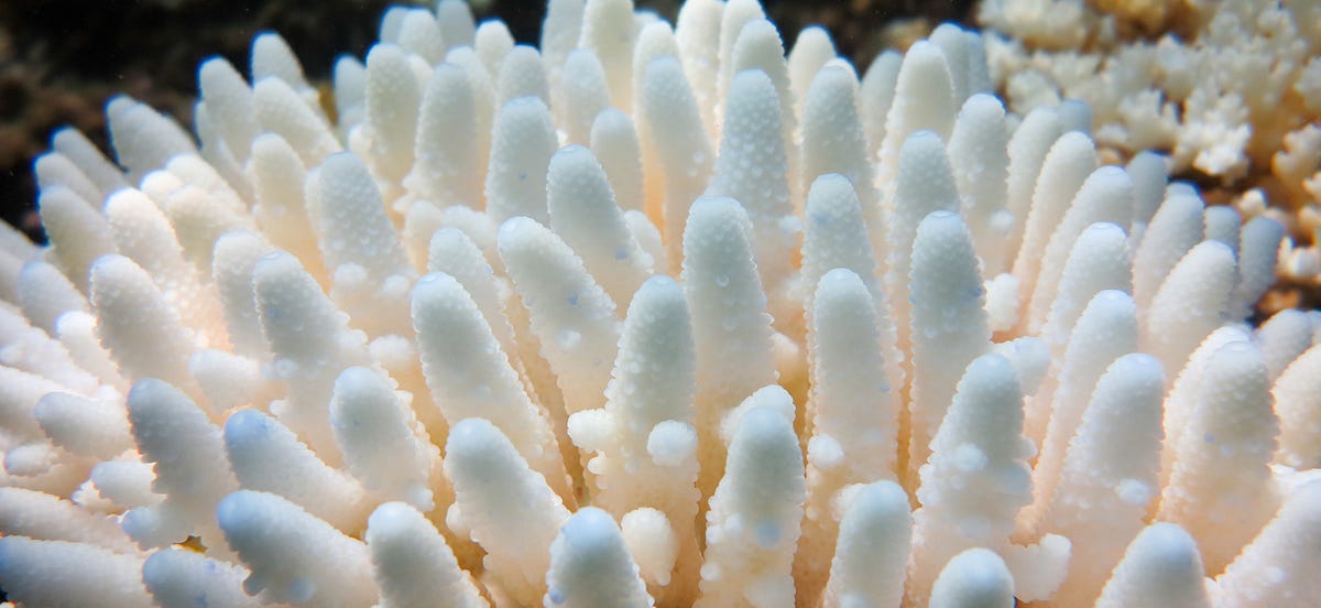 Decoding Coral Bleaching: Unveiling Nature’s Cry for Help | by ...