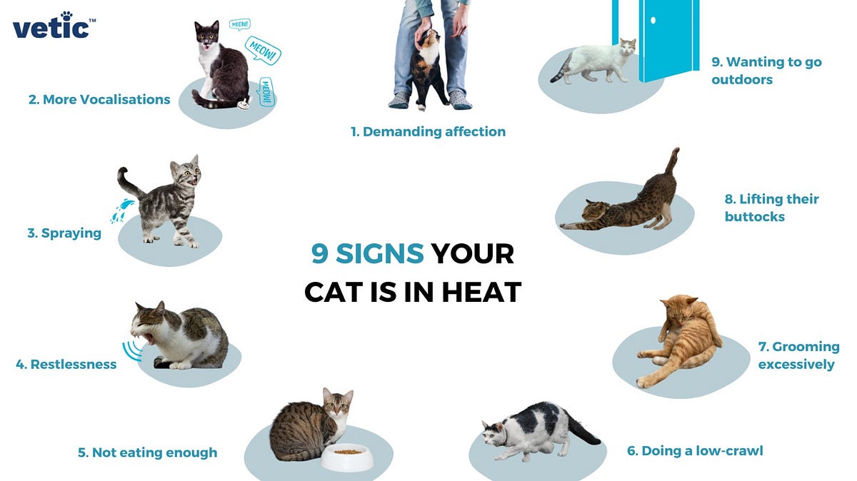 9 Obvious Signs Your Cat is in Heat — Vetic by Vetic Medium