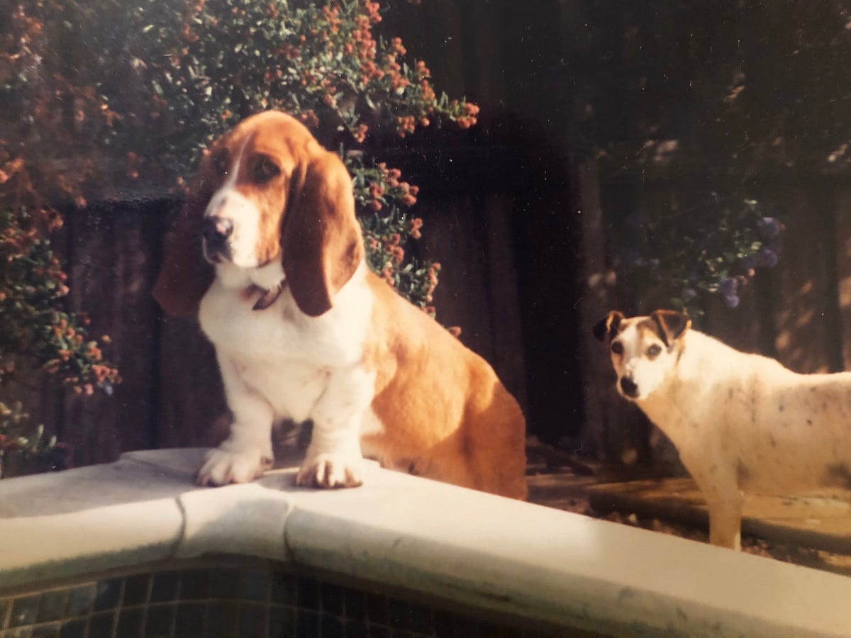 Max the Blunderdog. I have the worlds dumbest dog. His name… by Judy